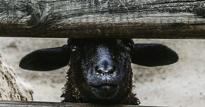 Black Sheep vs. Scapegoat