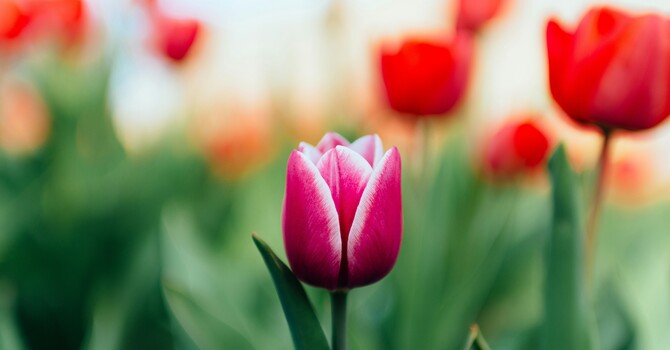 Mental Health and the April In-Between in Baldwinsville